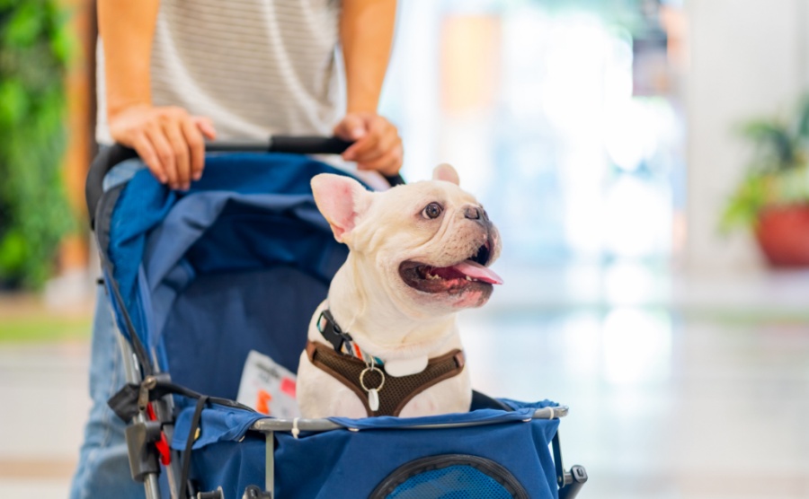 Asian man pushing french bulldog breed dog in pet stroller shopping at pets friendly shopping mall. Domestic dog and human owner enjoy urban outdoor lifestyle travel in the city on summer vacation.