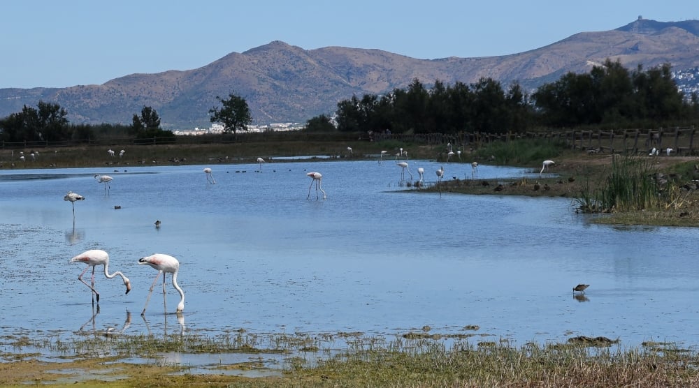 Flamingoes in Aiguamolls national