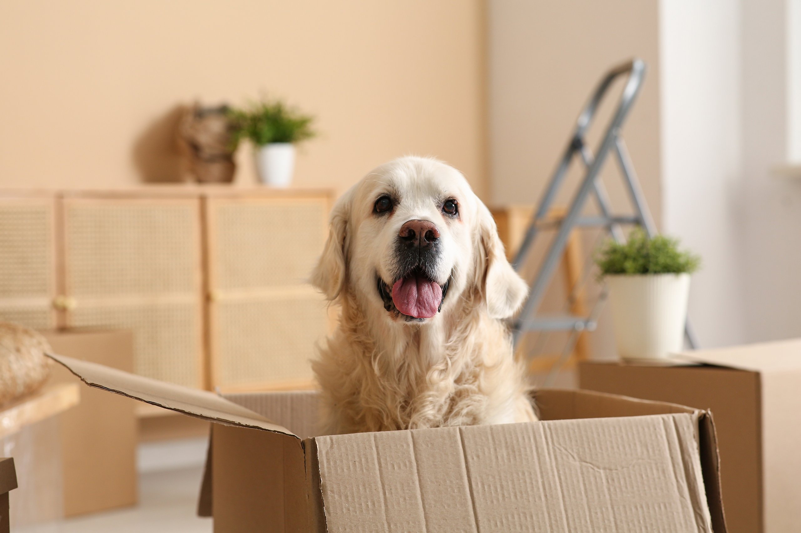 Labrador in a box
