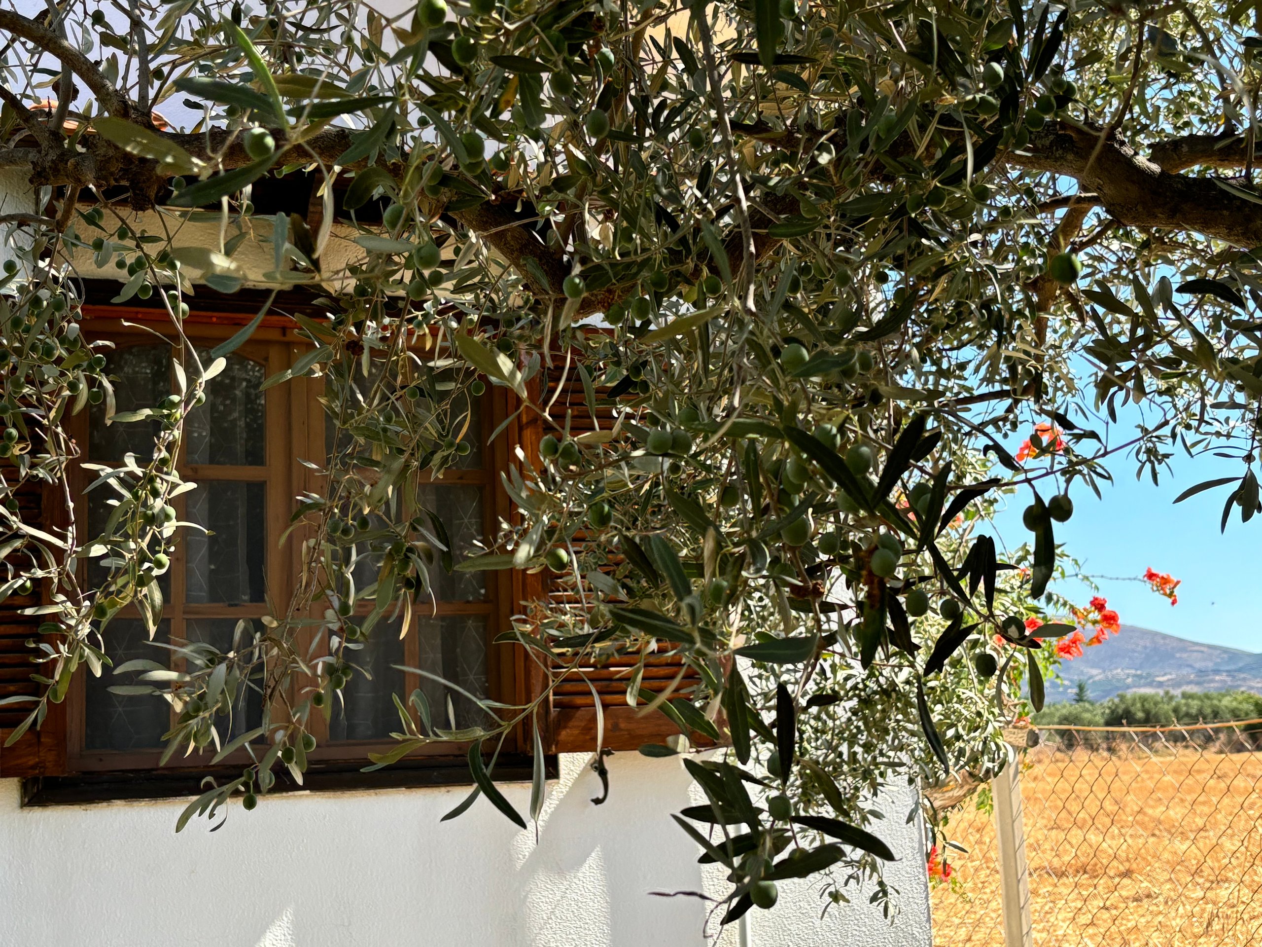 5 places in Greece where you can own a home with an olive grove