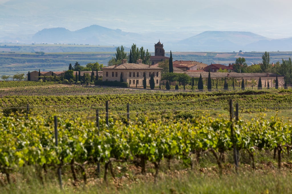 Vineyard in La Rioja