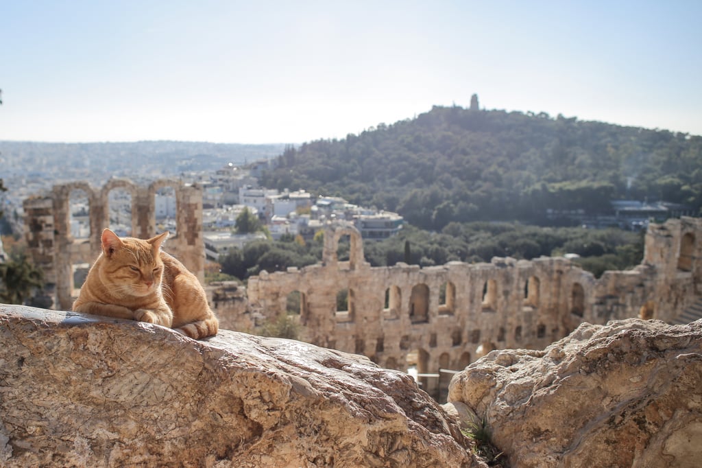 Cat in front of Acropolis of Athens