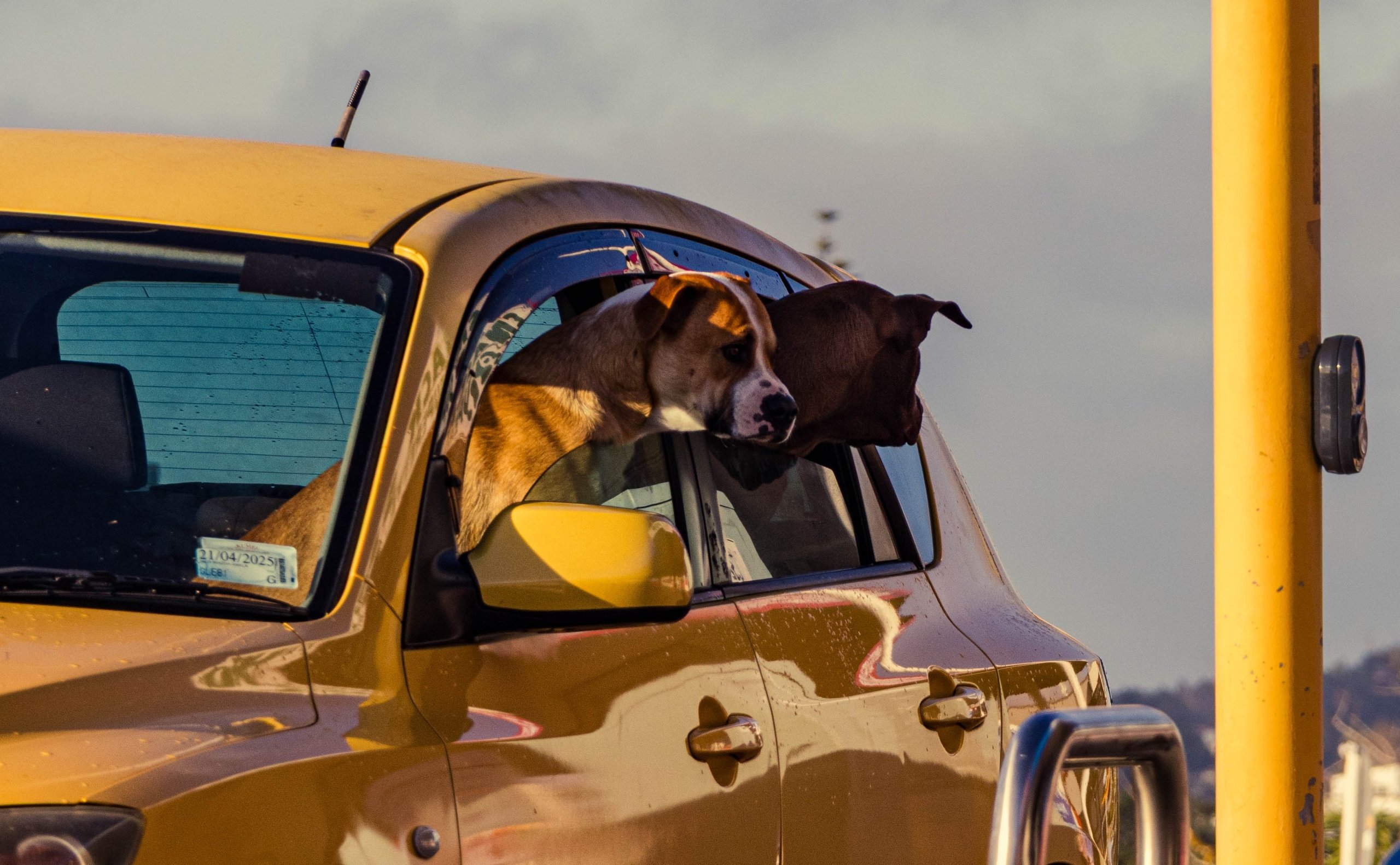 Is there a cheaper way of taking your pets to France?