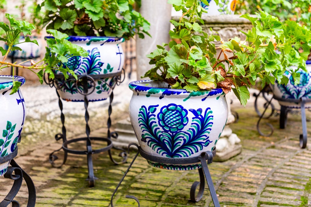 Plants in blue and white pots