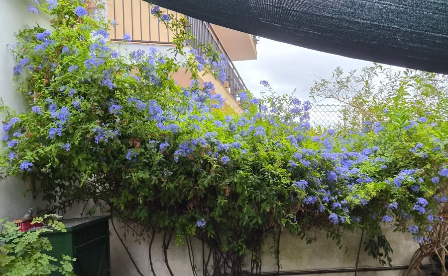 Plumbago with blue flowers