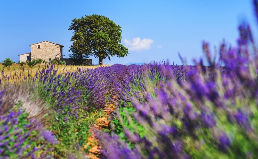 Buying a French country home? The SAFER rule you need to know about