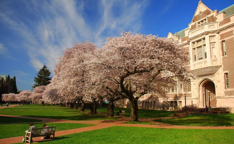 Cherry blossoms in bloom, University of Washington campus, Seattle, WA.