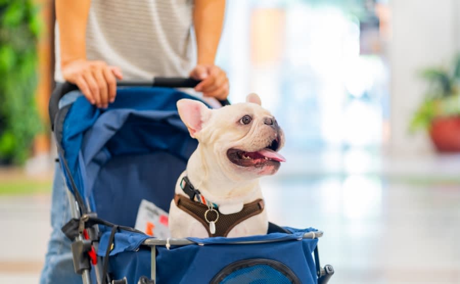 Asian man pushing french bulldog breed dog in pet stroller shopping at pets friendly shopping mall. Domestic dog and human owner enjoy urban outdoor lifestyle travel in the city on summer vacation.
