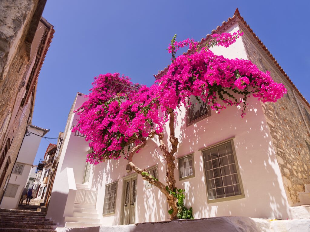 House with bougainvillea in the Saronic Islands