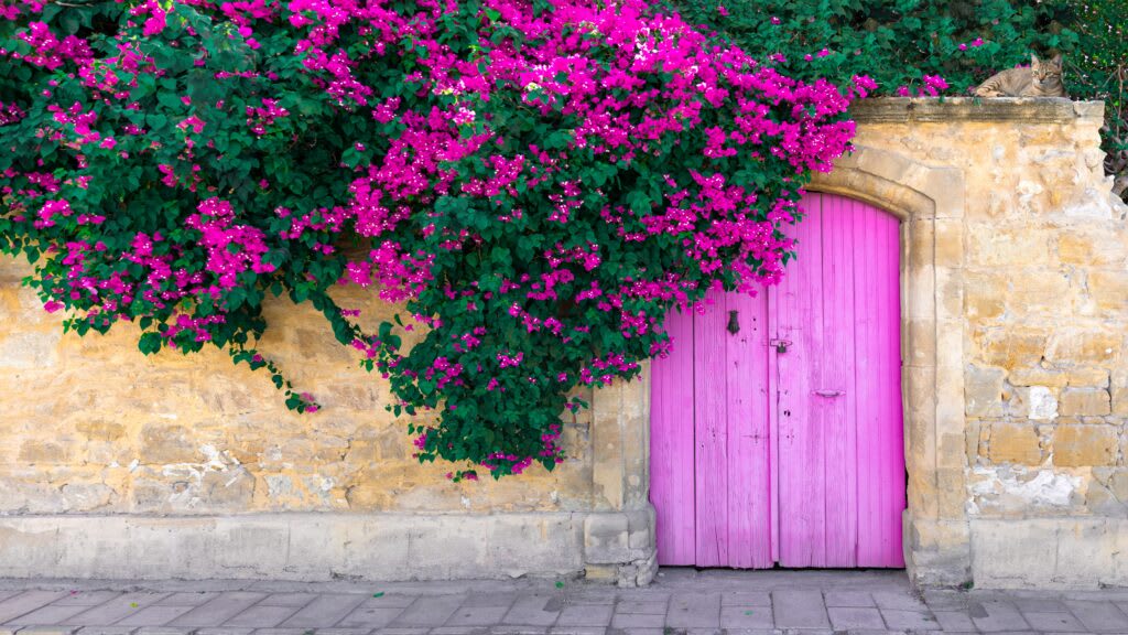 Bright pink bougainvillea, a classic Cyprus garden plant, tumbles over a stone wall beside a pink door.